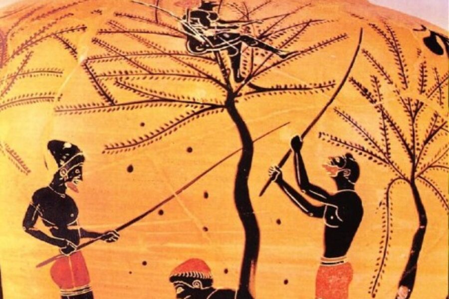 Olive Oil History